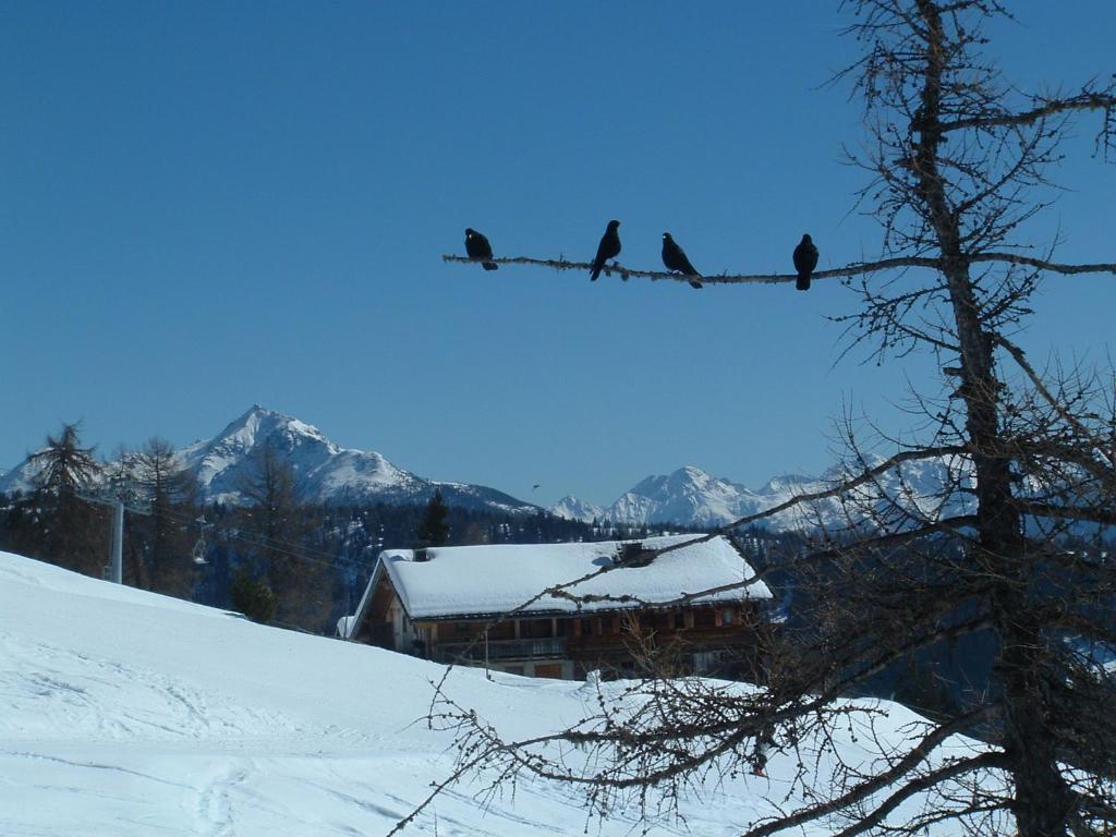 Mecki'S Dolomiten Panorama Stubn Debant 部屋 写真